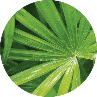 Saw Palmetto